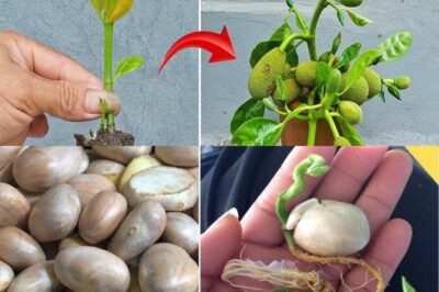 बीज से कटहल कैसे उगाएं और लगाएं: चरण-दर-चरण मार्गदर्शिका