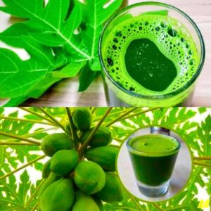 पपीते की पत्तियाँ: स्वास्थ्य और कल्याण के लिए एक बहुमुखी प्राकृतिक उपचार